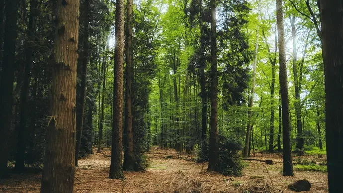 Skogsmiljö