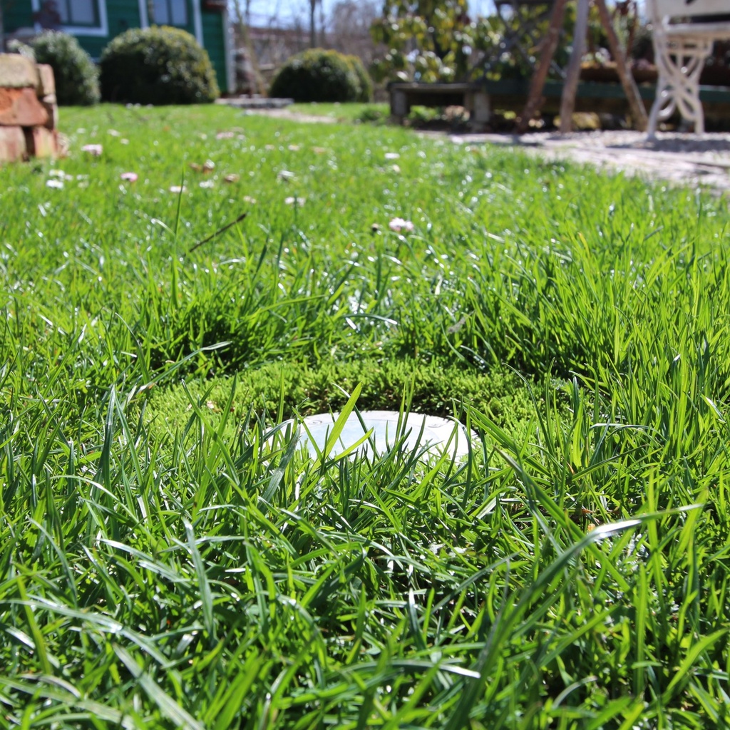Sprinkler head hidden by unmanaged grass - the problem this ring solves